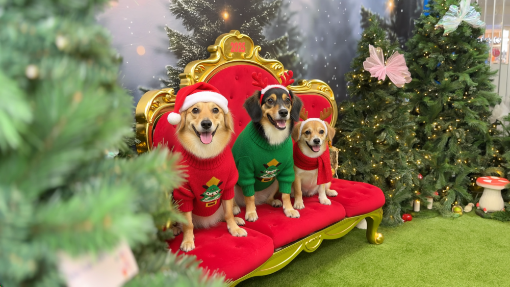 Warrawong Plaza Santa Pet Photos 2025 | Firefly_3_different_and_different_size_Dogs_dressed_in_Christmas_clothing_sitting_all_over_the__895766.PNG